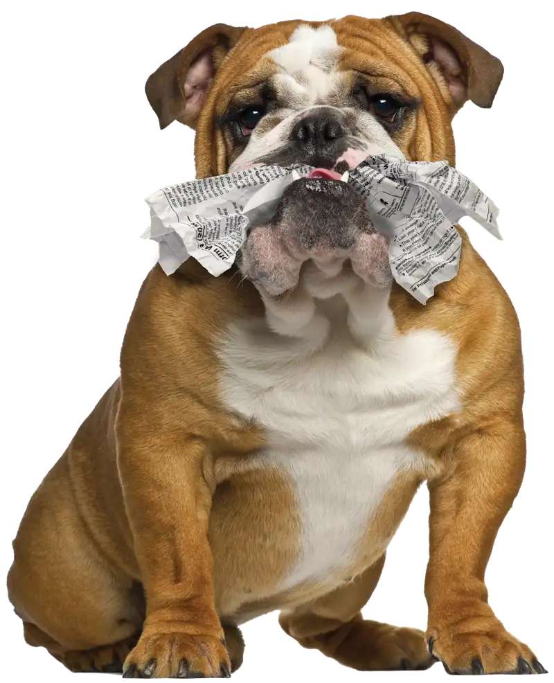 Fellowes Bulldog