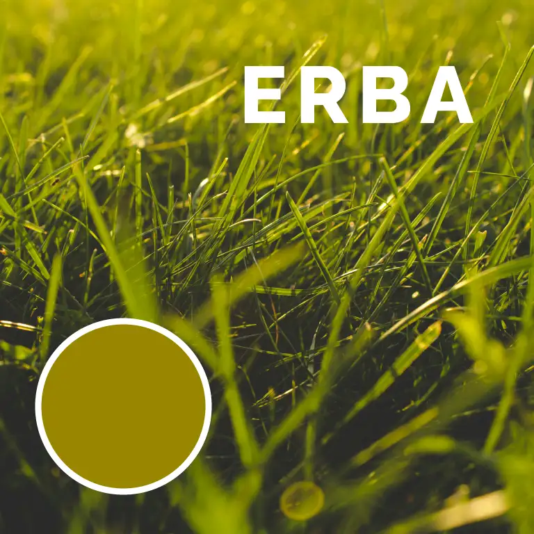 Erba