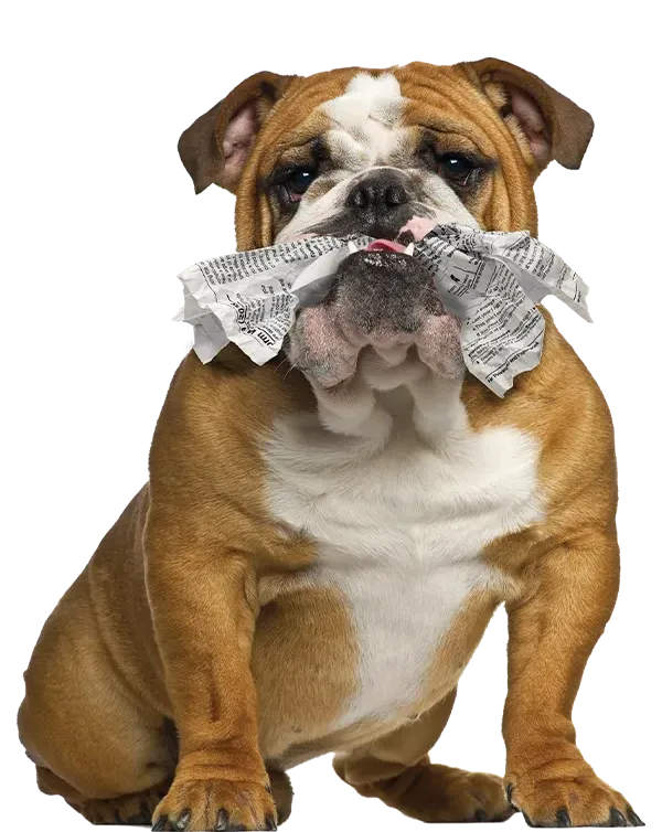 Bulldog chewing shredding paper