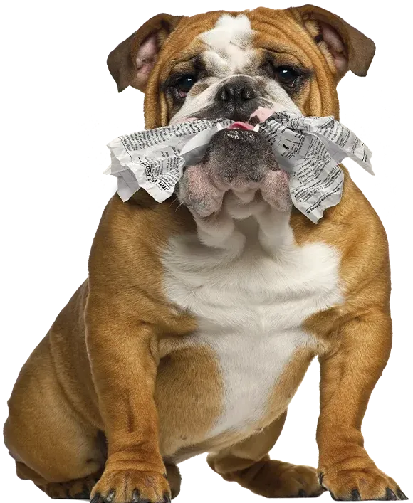 Bulldog