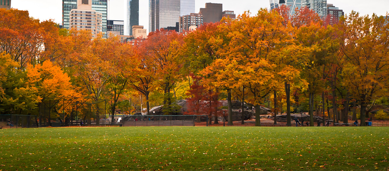 Photo of a fall scene in a park