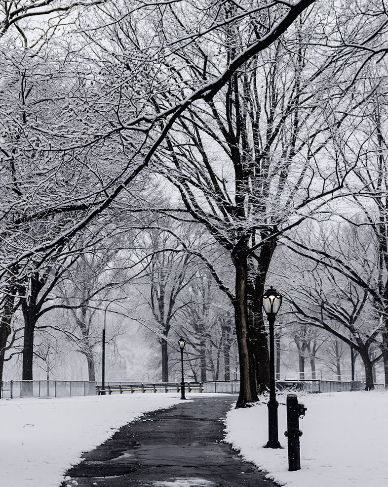 Photo of a wintery scene in a park