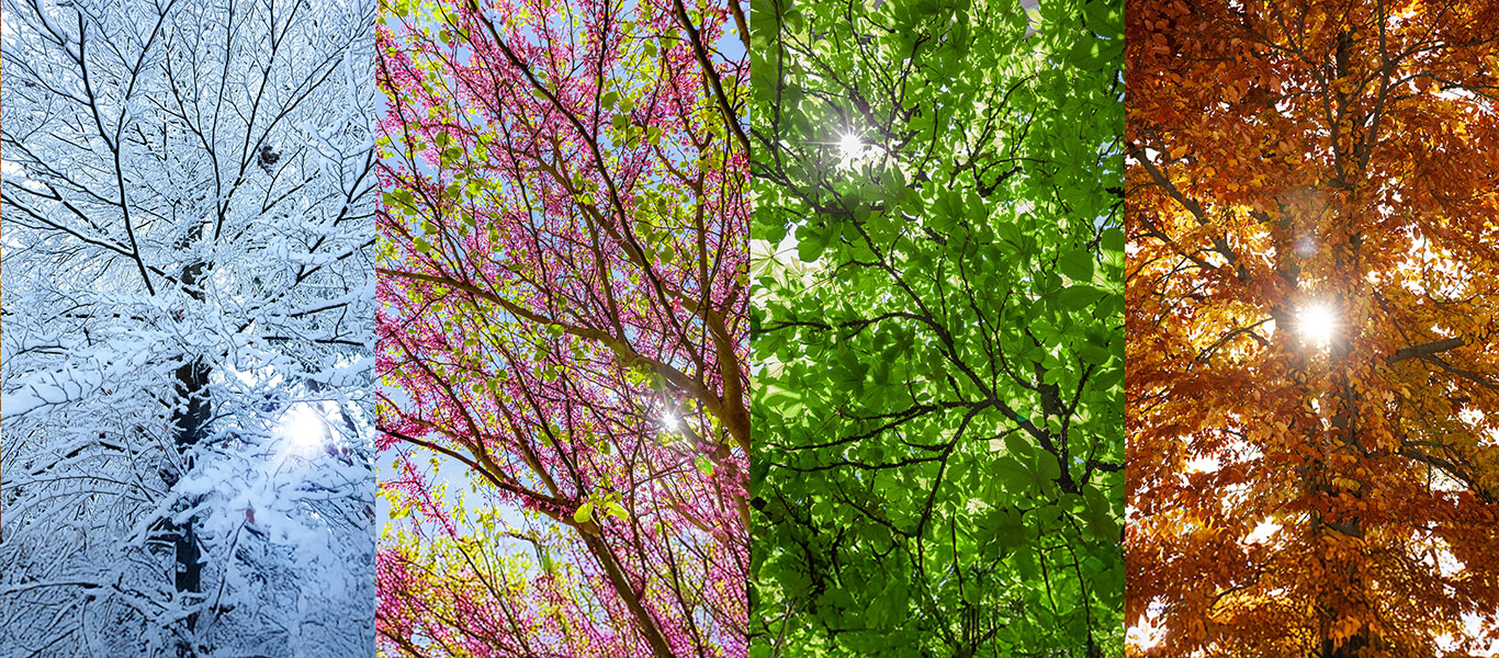 Photo of 4 trees in each season