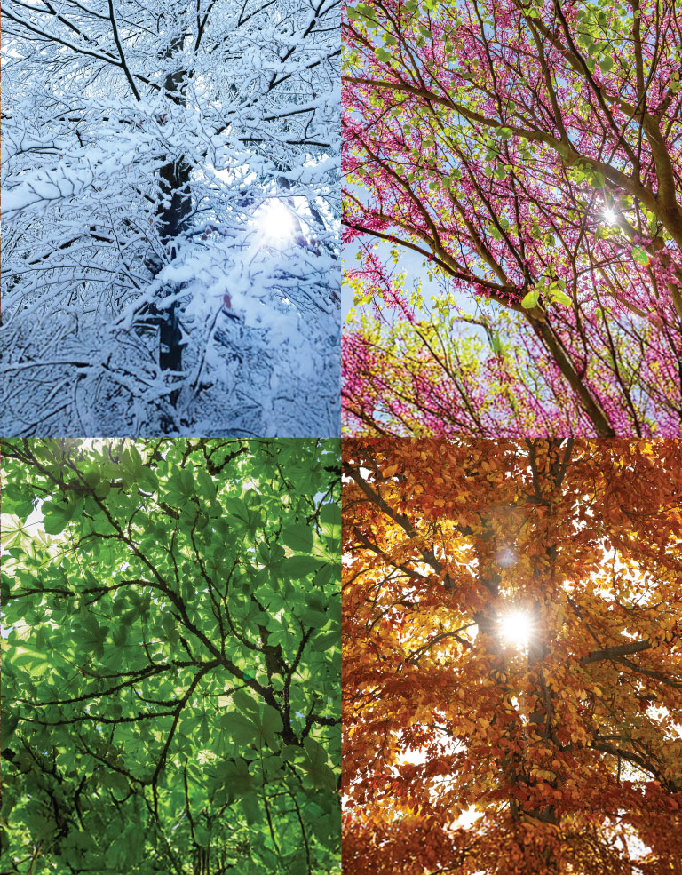 Photo of 4 trees in each season
