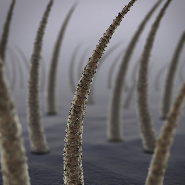 graphic of a close up of human hair folicles