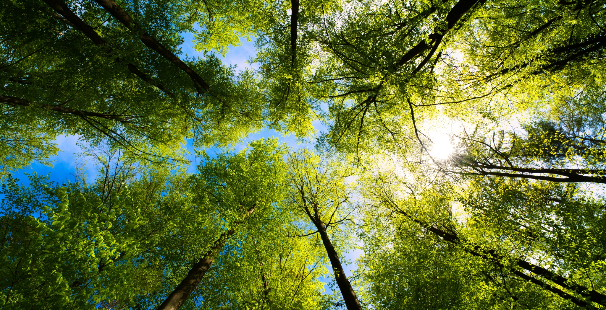 Image of a forest being shot underneath the canopy facing straight up to the sky